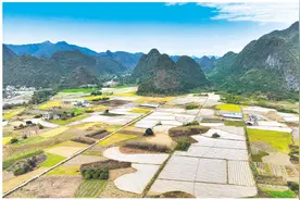 永福百寿镇：娃娃菜移栽忙 3000亩蔬菜基地焕发生机图片