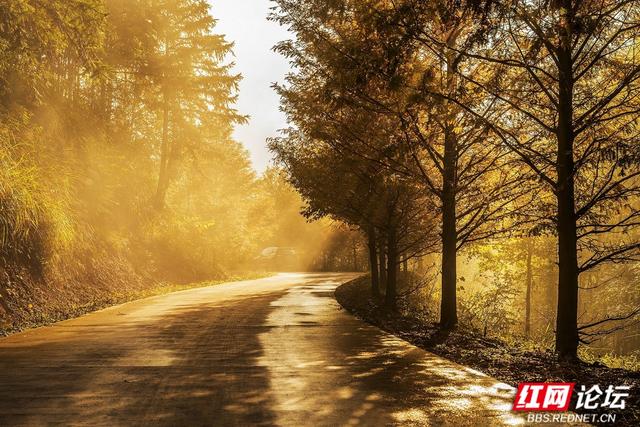 【每日一图@湖南】秋去冬来，赴一场怀化水杉林的红黄盛宴