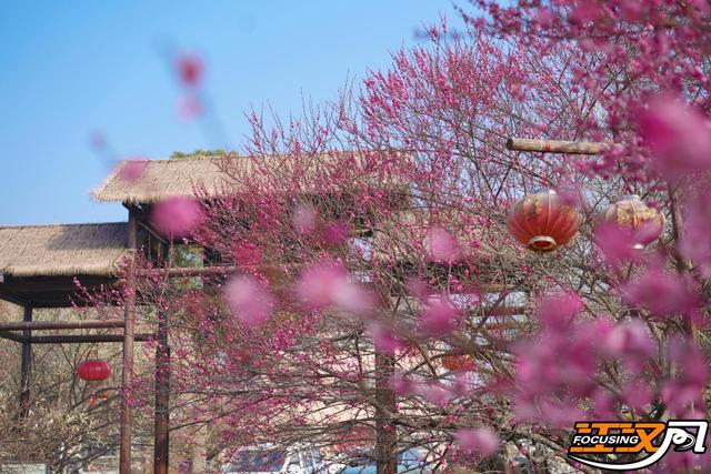 荆州：繁花似海 邂逅“梅”好
