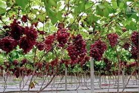 千城百县看中国｜山东临朐：巨洋湖畔 葡萄飘溢四方图片