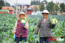 乡村振兴 | 乡饮乡田间开出“致富花”图片