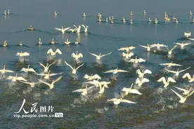 江西鄱阳湖：春日天鹅舞翩翩图片