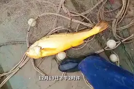 金光闪闪！宁波宁海湾渔民捕到4.2斤大黄鱼图片