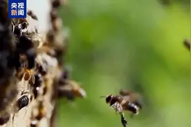 神农架成“蜜罐子” 精心呵护中华蜜蜂图片