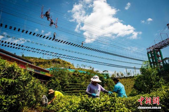 （乡村行·看振兴）福建周宁老区村农旅融合绘新景