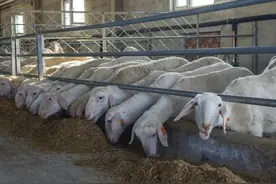 小拐乡万只多胎肉羊养殖培训基地全面启动运营 最大年出栏育肥羊4万只图片