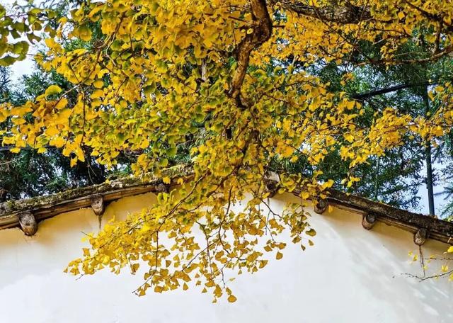 一树鎏金一树诗，铅山这3个绝美银杏打卡地惊艳整个秋天！