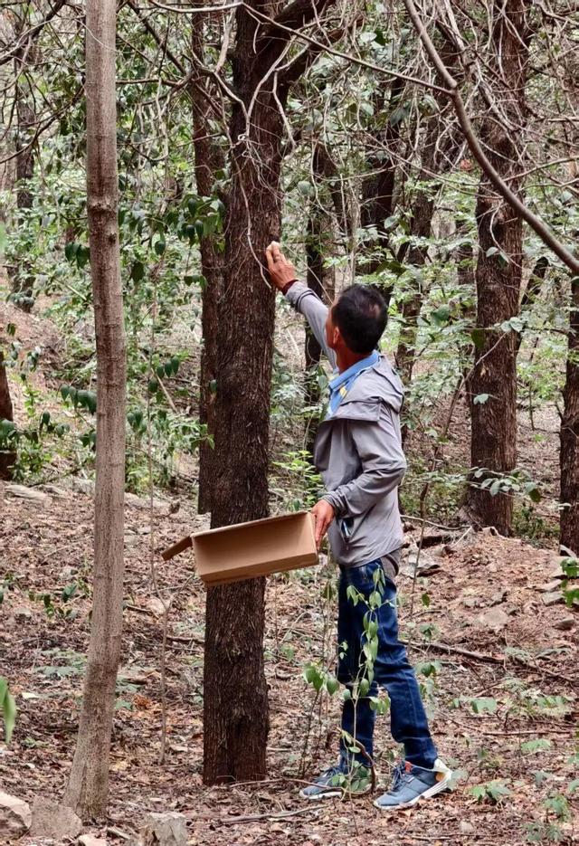 佳文悦览 | 变单一林相为多彩画卷 生态修复促进云龙湖景观品质提升