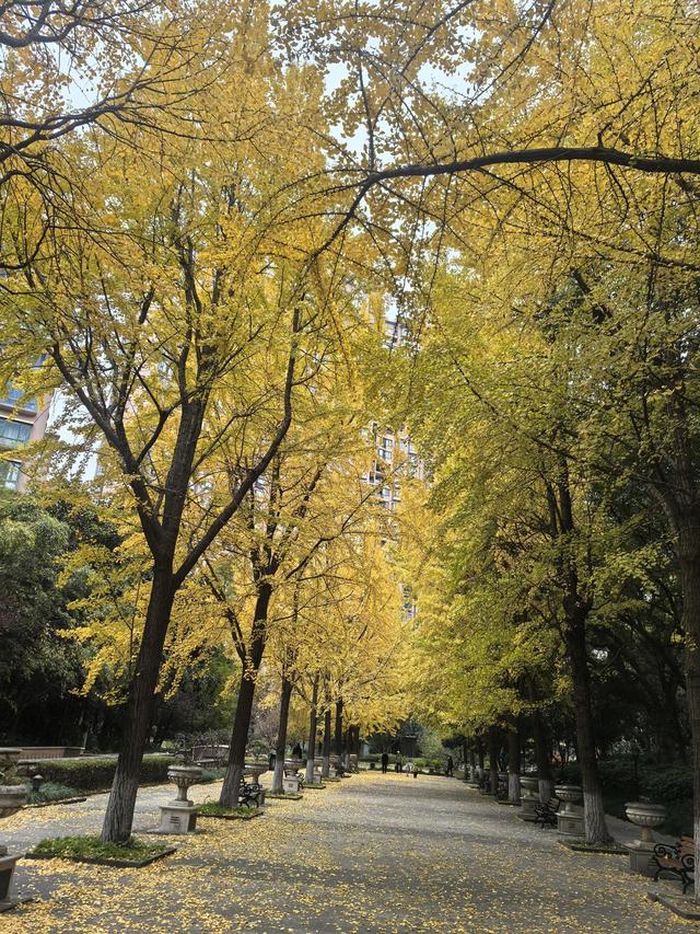 写点生活｜魔都小区，藏着晚秋初冬的金韵