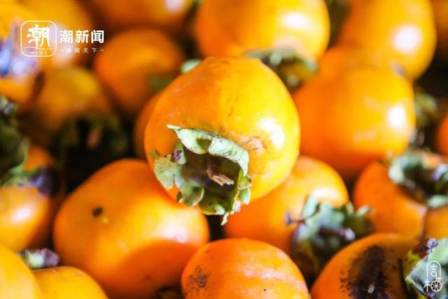 柿子挂满枝头！浙江古村的秋日盛宴，看完就想出发