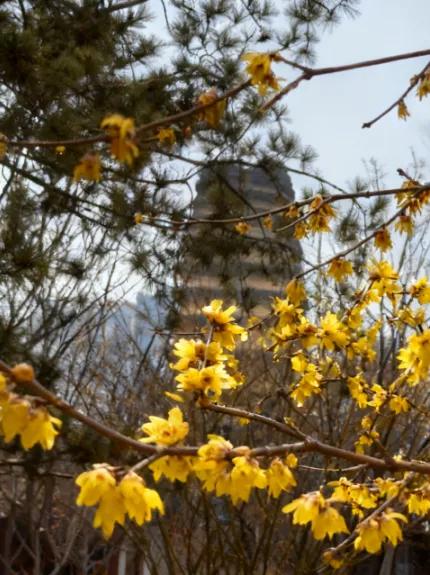 香香香香香!碑林的蜡梅开了!