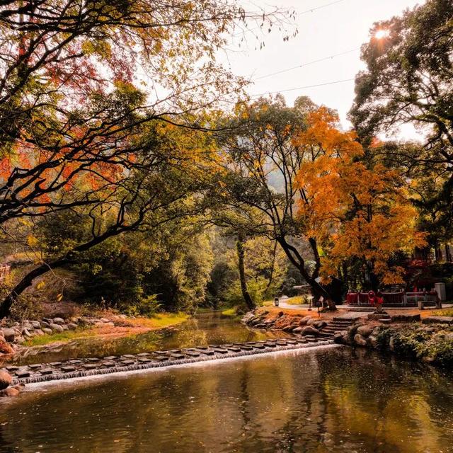 你好，青原山 | 这抹初冬红韵，藏着最热烈的山野浪漫