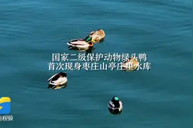 诗画山东丨国家二级保护动物绿头鸭首次现身枣庄山亭庄里水库图片