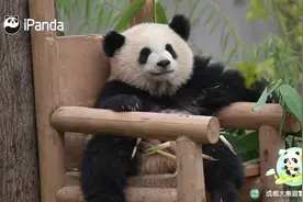 熊猫宝宝的坐姿能有多霸气？竟学会了孙悟空的坐姿图片