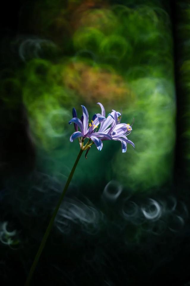 夏末初秋限定！超梦幻的粉紫色花海开了→