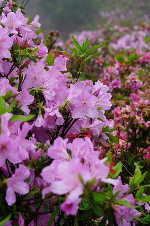 开了！开了！福州开了成片杜鹃花海！快上鼓岭