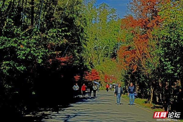 怀化中坡山，层林尽染的氧吧，市民天天逛、摄影家追着拍