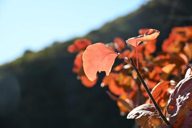 香山赏红迎来最高峰！无特殊天气彩叶还将持续一周