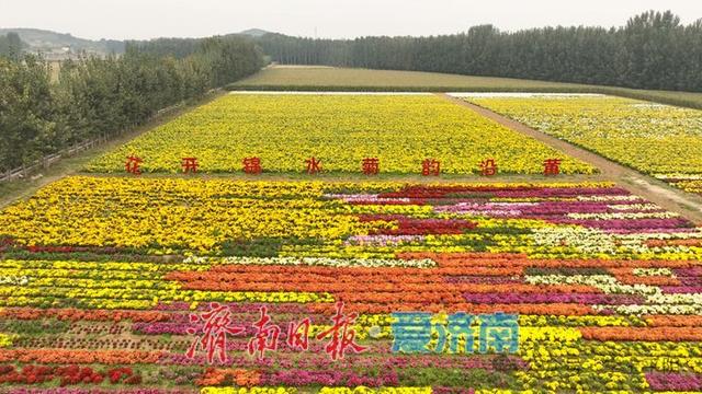 金秋如约，“菊”世无双！平阴盆王菊花文化节暨秋季黄河大集盛大开幕