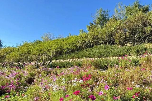 太美了！去北京这里赏“漫山红叶”｜周末京郊微度假