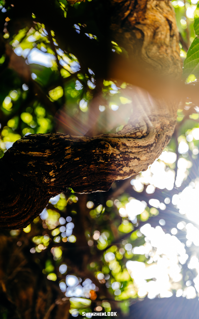 开在公园里的玻璃书房 · 深圳新安静空间