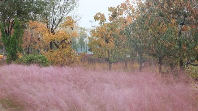 不必远行！邢台街头巷尾的彩叶之约等你赴会
