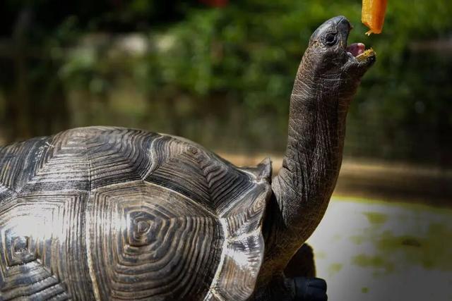 “疯狂动物城”现实版来啦！免费送票，速冲！