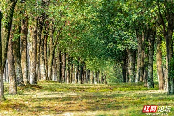 岁暖时刻丨长沙岳麓区藏着条林道，一步是一景