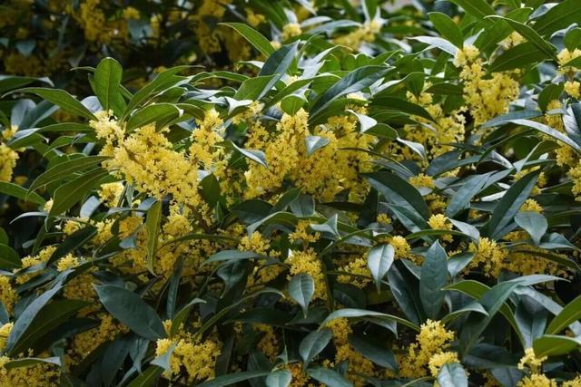 荆州风景地图：从古城墙到浅山，解锁5处限定美色