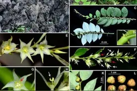 大城名园 万物和谐 | 中国科学院华南植物园2024年植物分类成果公布图片