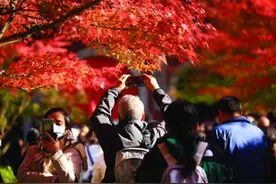 南京栖霞山、植物园本周迎最佳观赏期图片