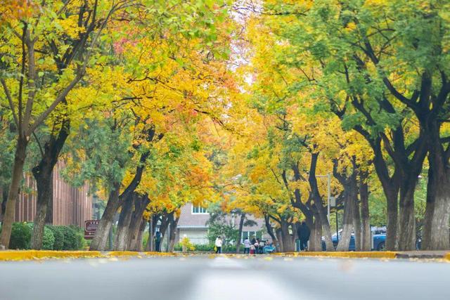 藏不住了！攒了整个秋天的北医美景，立冬前全部分享！