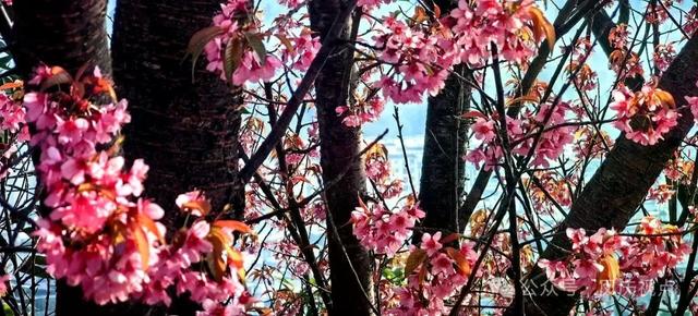 云南凤庆:冬樱粉艳扮城郭 诗意栖居醉游人