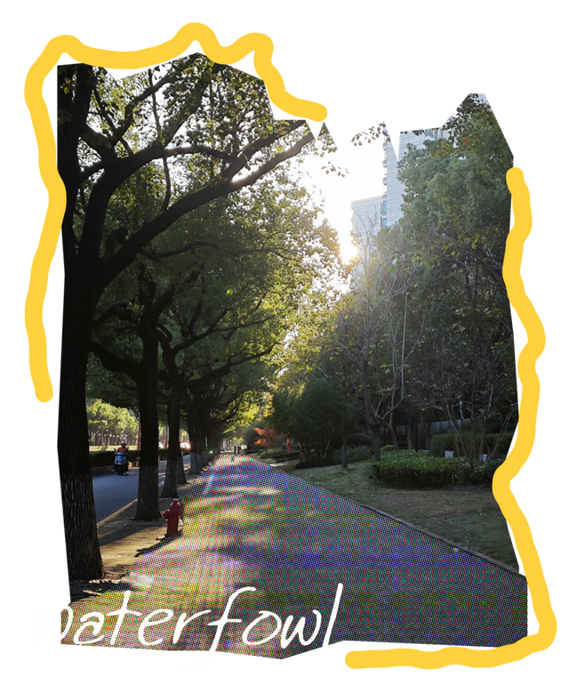 闵行的晚秋，太温柔