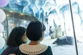 名字独特又好玩！“企鹅宝宝见面会”在珠海举办图片