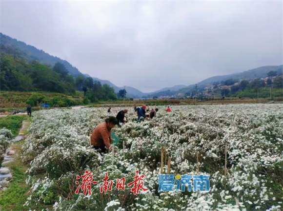 藏在身边的绚丽秋景图！解锁济南区县秋日乡野的诗与远方