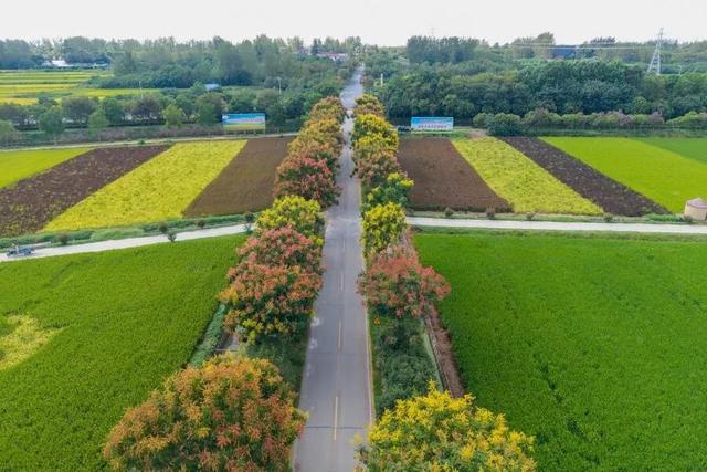 美哭！扬州稻田绝美秋景别错过～