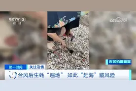 台风吹来的“遍地”生蚝！能吃吗？图片