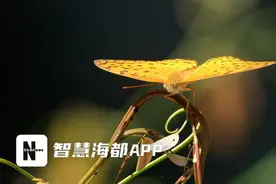 我省发现蝴蝶新记录种珐蛱蝶！图片