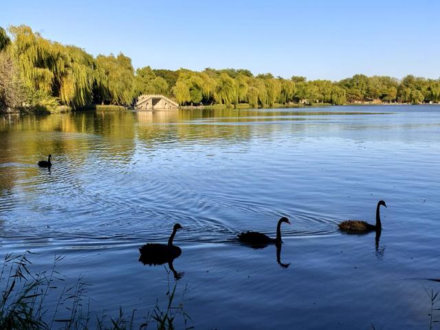 秋光曼妙！圆明园秋日胜春朝