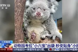 考拉🐨也有育儿袋？南京红山出袋小考拉等你来取名~图片