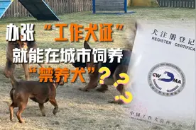 办张“工作犬证” 就能在城市饲养“禁养犬”？图片