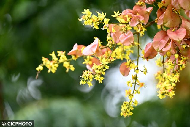 花开成海景色美
