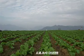 道真：“烟菜”复种让种植户“一田双收”图片
