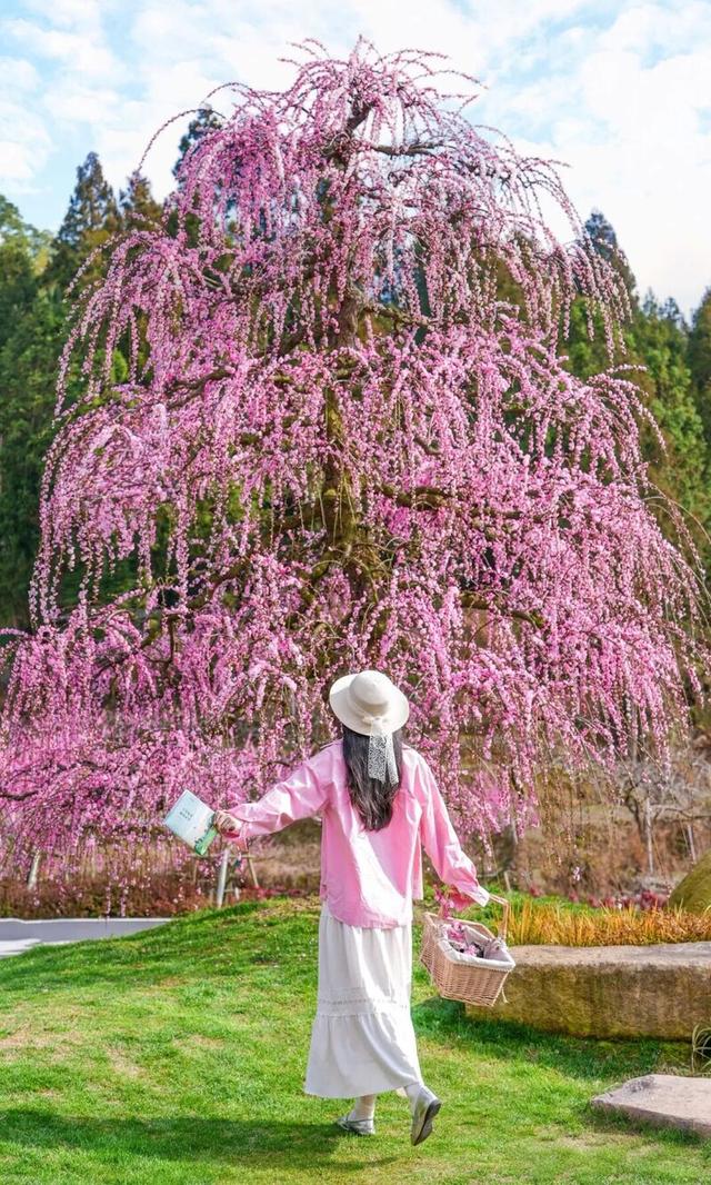 赏花踏青正当时 用一场ColorWalk邂逅浙江春日浪漫