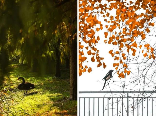 抓紧出发！错过就要等明年！