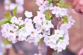 沂源：大棚樱桃花开白如雪图片