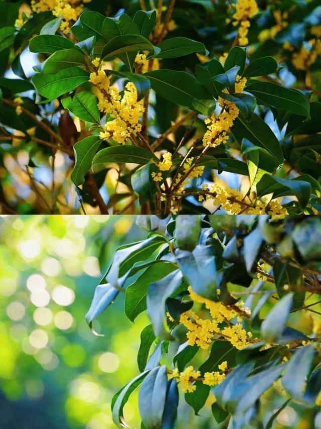 南宁秋日赏花攻略，带你一键解锁这份限定版的秋花图鉴！