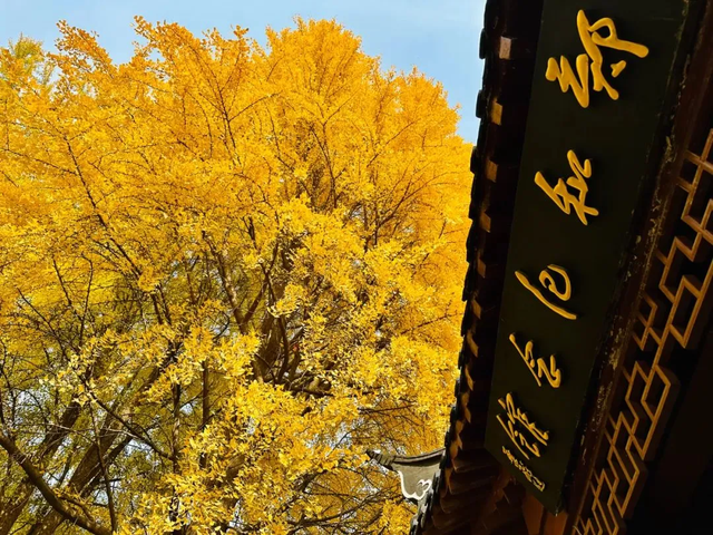 “西红柿炒蛋树”排队？快来秦淮开启“金黄时刻”！