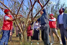 织金县大平乡：举办蜂糖李修枝剪枝技能培训图片